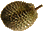Durian
